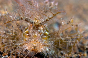 Bad hair day!
taken in Anilao by Mona Dienhart 